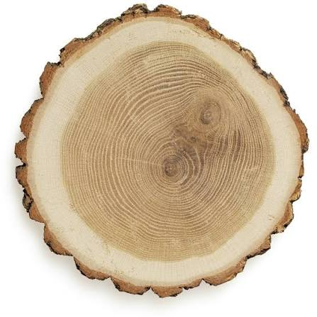 Cross-section of a log showing tree rings